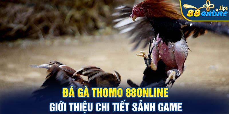 Đá gà Thomo 88online - Giới thiệu chi tiết sảnh game